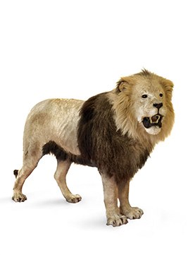 Panthera leo leo. Provenance : Acquit en 1996,Musée Zoologique