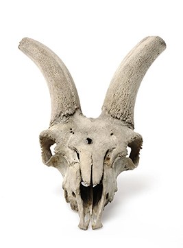 Capra pyrenaic, Proviennent du Pic de la Maladetta et du Pic de Veleta, Musée Zoologique