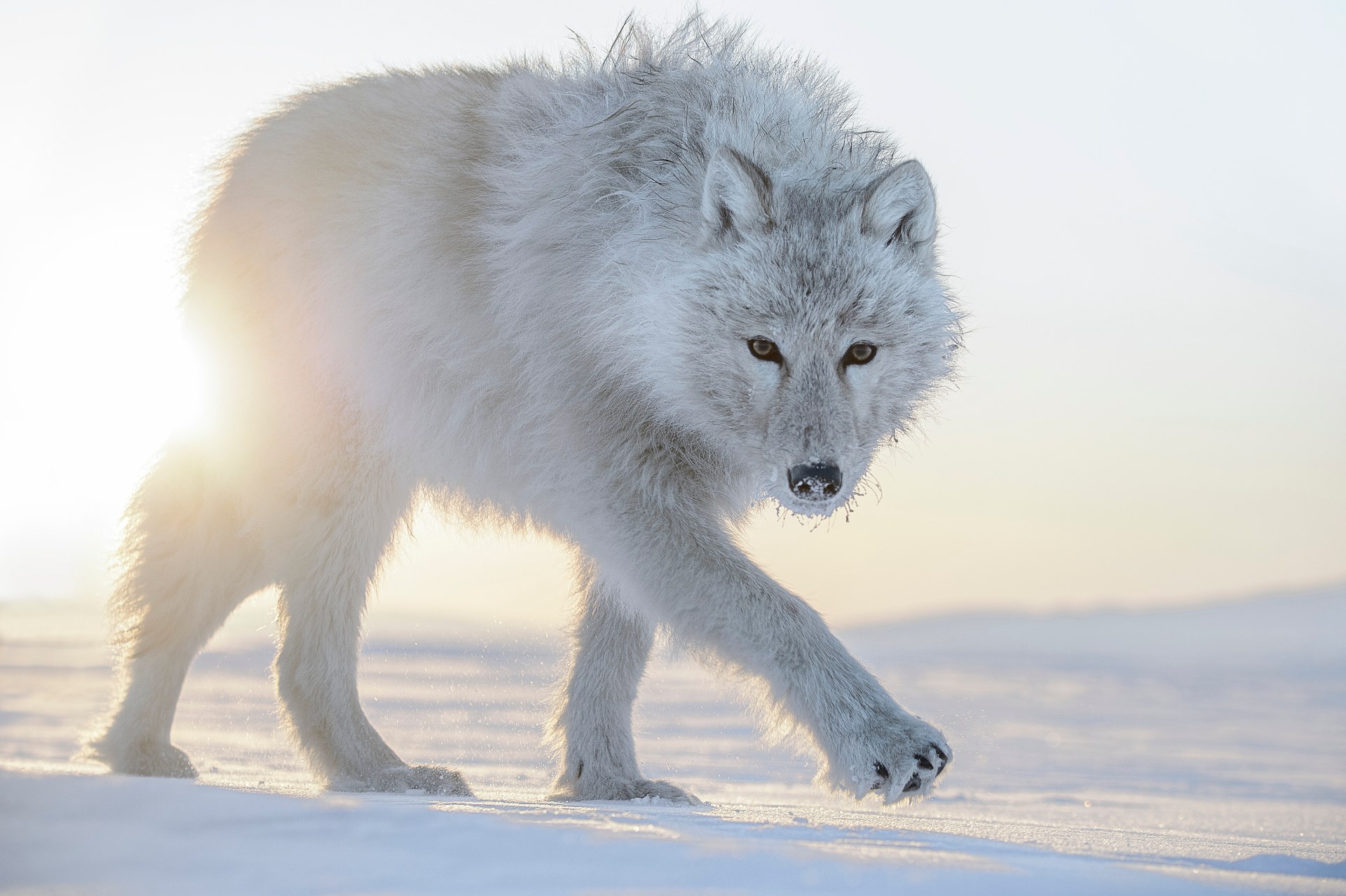 Lumières sur le vivant. Regarder l'art et la nature avec Vincent Munier Lumières sur le vivant. Regarder l'art et la nature avec Vincent Munier