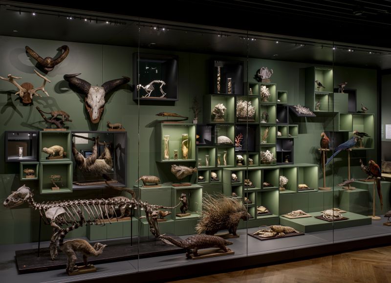 Aux origines du Musée Zoologique : le cabinet d’histoire naturelle de Jean Hermann