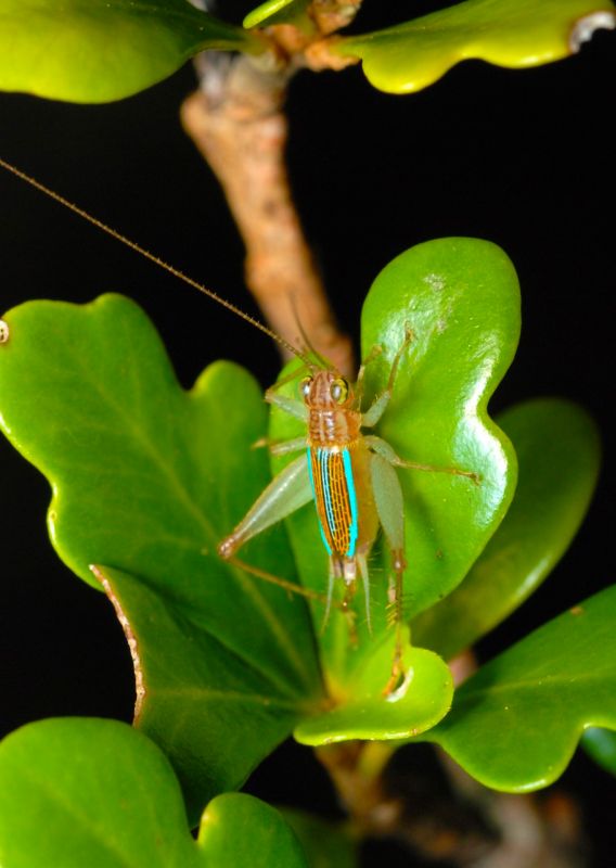 Du chant nocturne à l’assiette : relations culturelles aux insectes dans les îles tropicales