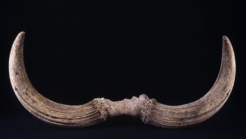 Découvrir le Musée Archéologique