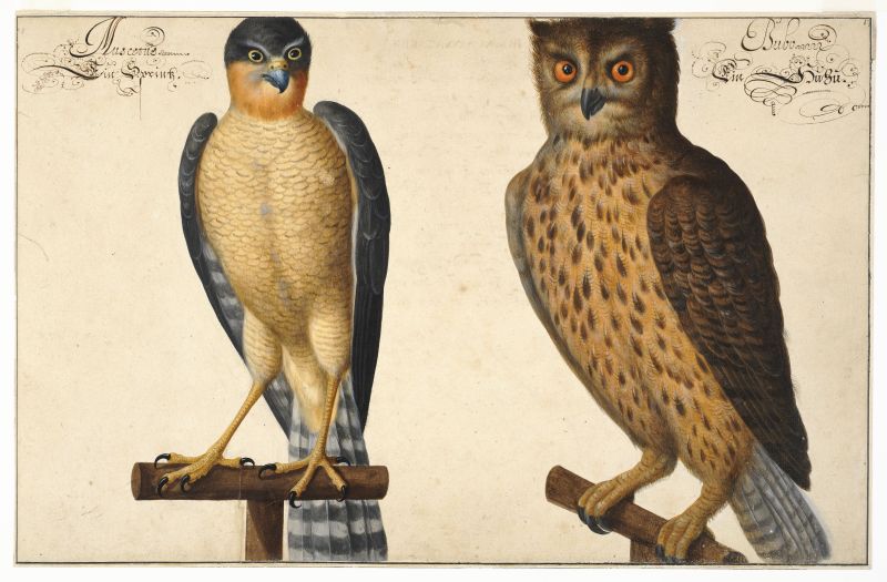 Les animaux dans l’art graphique ancien