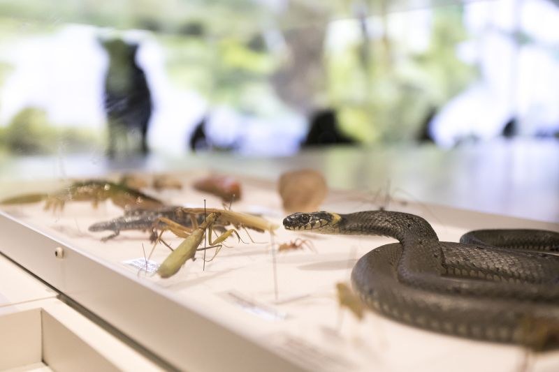 Connaître et protéger la biodiversité à Strasbourg : du musée aux réserves naturelles