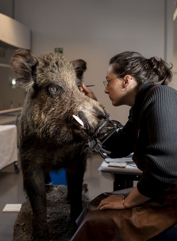 L’art et la manière de restaurer les animaux naturalisés